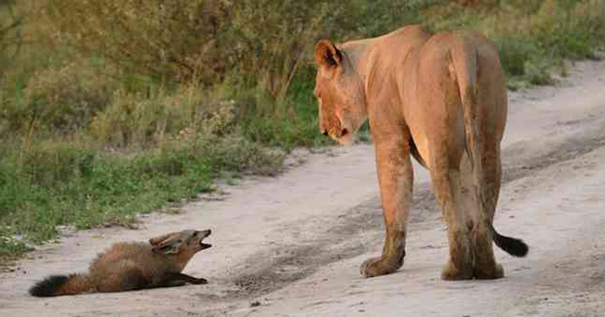 Lioness found a wounded Fox infant - and what she did brought tears to our eyes
