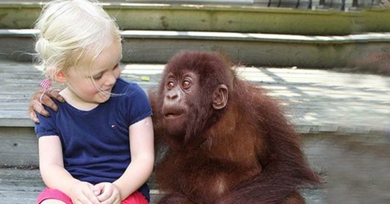 She grew up with gorillas. 12 years later when they reunited? Left me speechless!