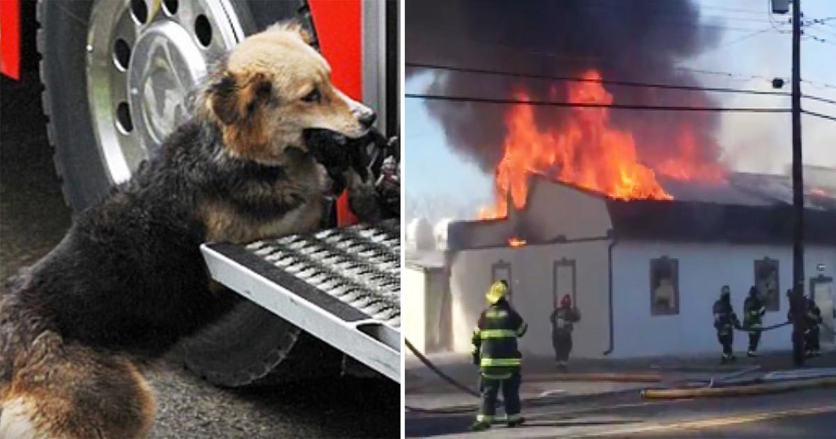 Firefighters were fighting a fire that raged inside the house - and then they saw this dog carrying something in her mouth
