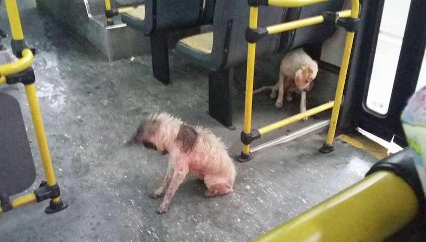 A Bus driver stopped the bus during a ride to allow two wandering and wet dogs to come up as it was heavily raining outside
