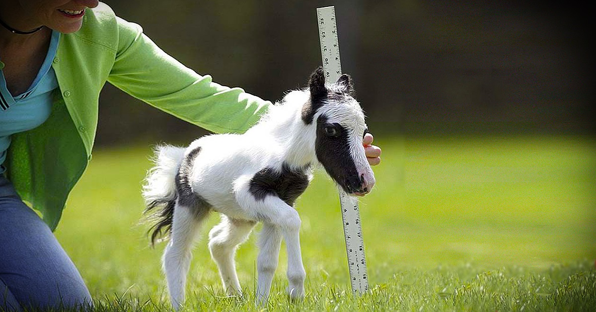 This is the smallest horse in the world, and you can't NOT fall in love with it