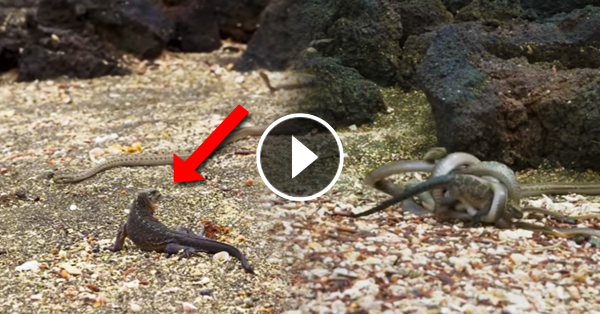 Must watch: Dramatic chase between 30 snakes and an Iguana became the best documentary footage of the year!