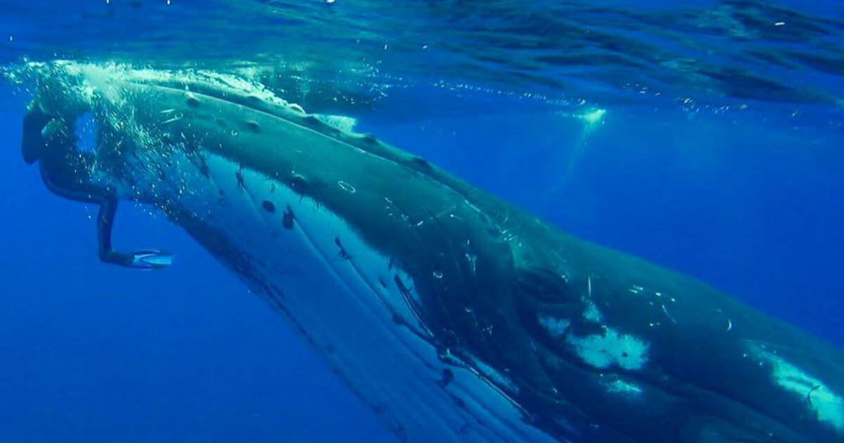 Whale threw himself at a woman - when she understood why, she couldn't stop the tears