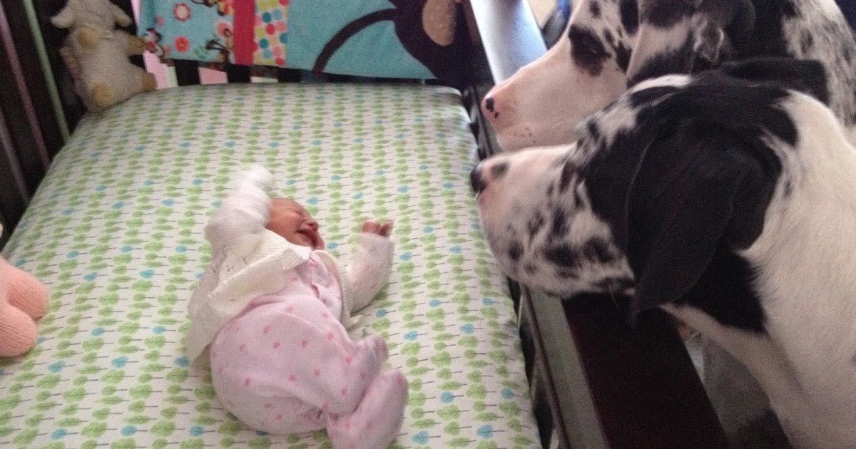 7 heart-melting images of dogs that meet babies for the first time