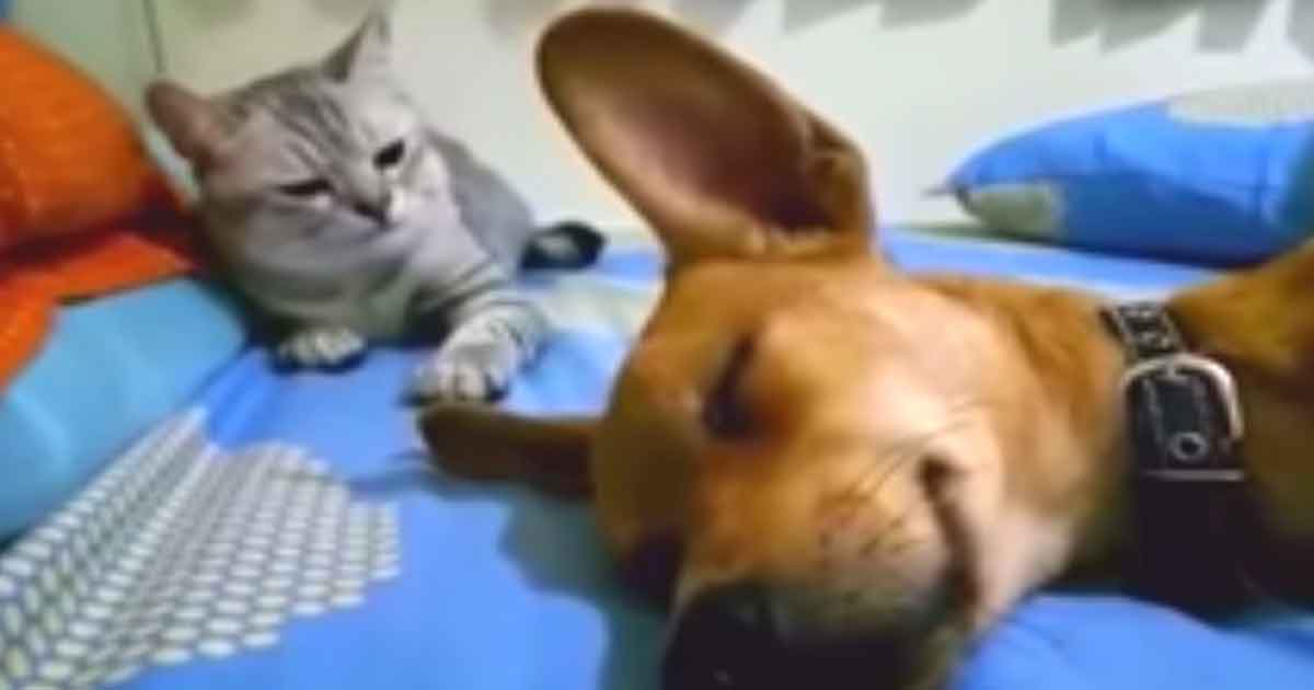 A sleeping dog releases a powerful fart - the cat's response caused millions of people to tear with laughter