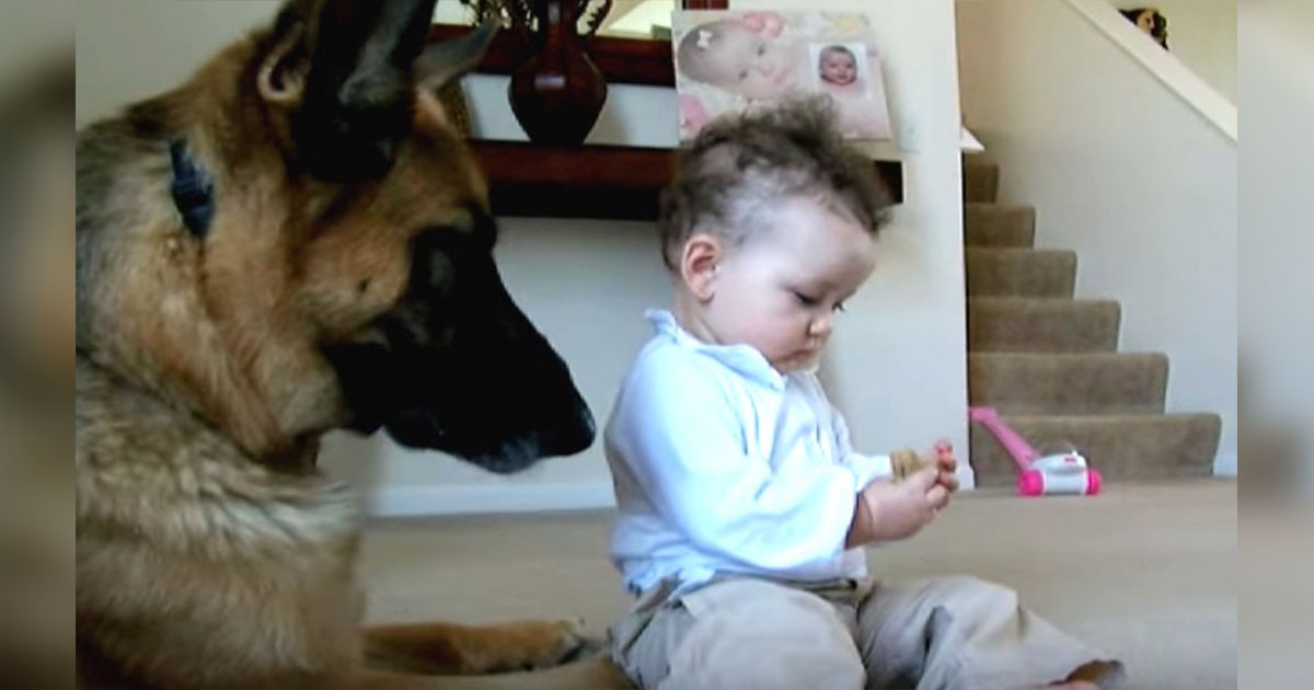 A year old baby stole the dog's snack, now watch the sweet reaction of the German shepherd