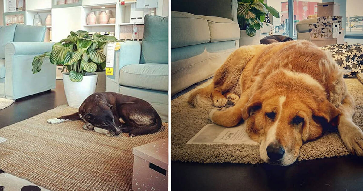 A known furniture store opened its doors to help keep stray dogs away from the cold