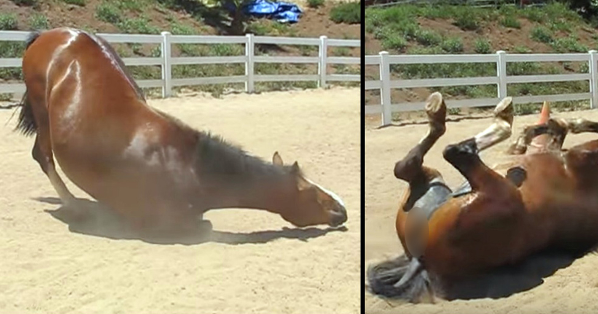 A huge horse farts like there's no tomorrow - the amazing video has been watched more than 13 million times