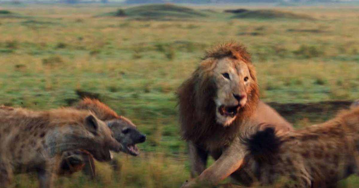 Lion struggles fighting 20 hyenas, so his friend comes with style like a hero and saves the day