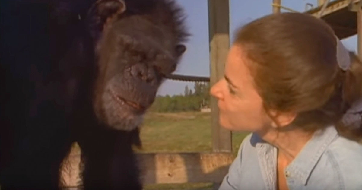 She saved the lives of the chimpanzees - 18 years later, she ignored the warnings and approached them