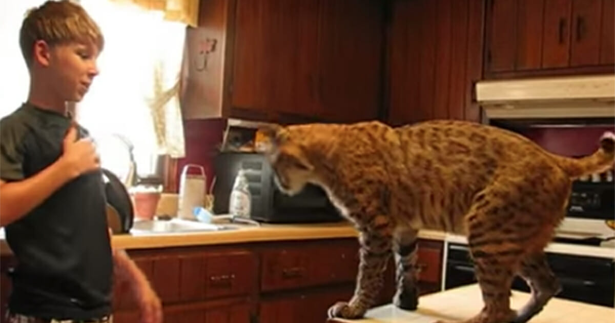 Boy rescued a wild bobcat from forest fire - a few days later the cat thanked him in the most amazing way in the world