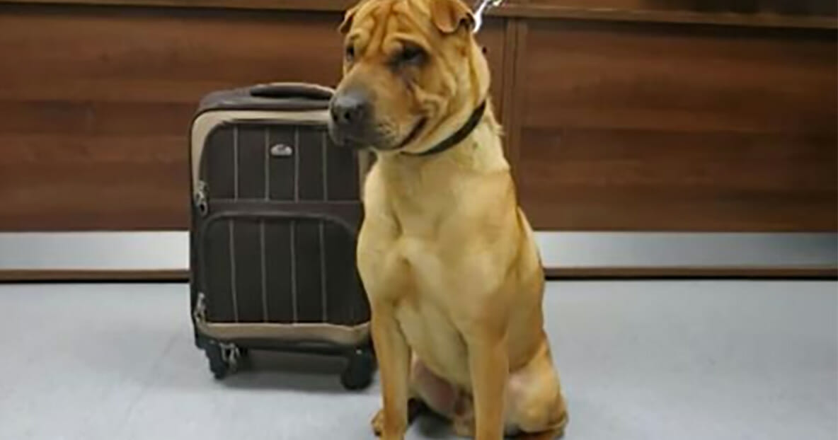 A sad dog was found abandoned in a train station tied to a suitcase with his favorite toys