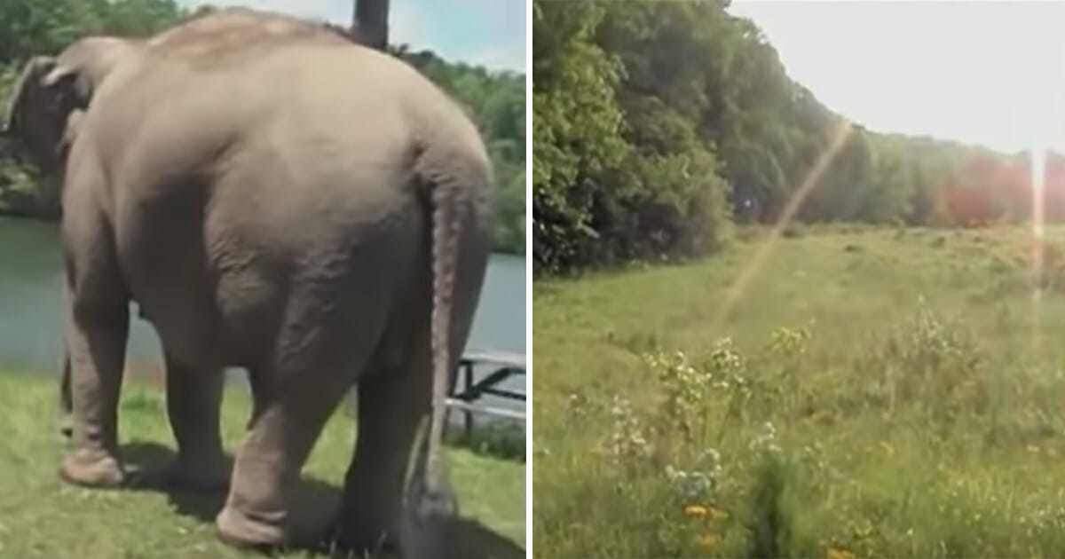 Elephant waited for weeks for her best friend dog to return - now watch the moment she hops out from around the corner