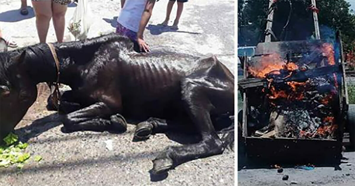 Neighbors rescued a thin, starving horse who had to pull a carriage - so they burned it to punish the owner