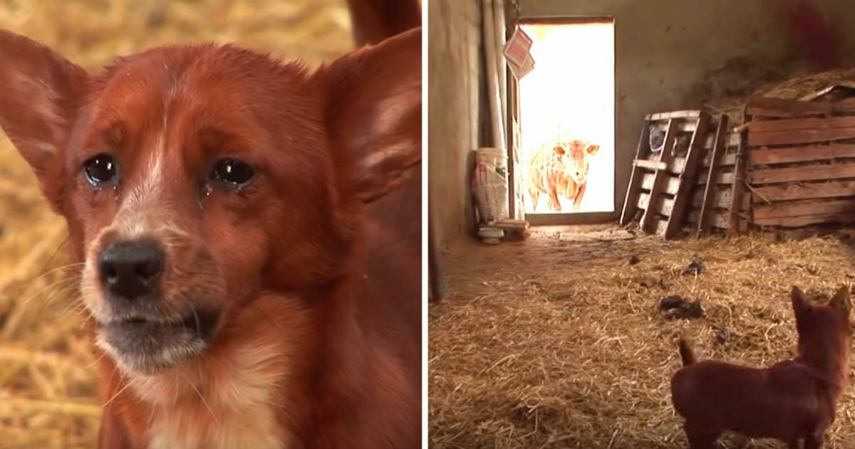 A sad dog was separated from the cow that raised him - the camera recorded the tearful moment in which they reunited again