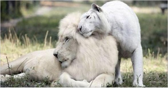 White lion and white tigress gave birth to babies, and you've never seen anything like it