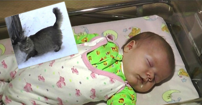 A homeless cat noticed a baby on the frozen street. What she did stunned the whole world!