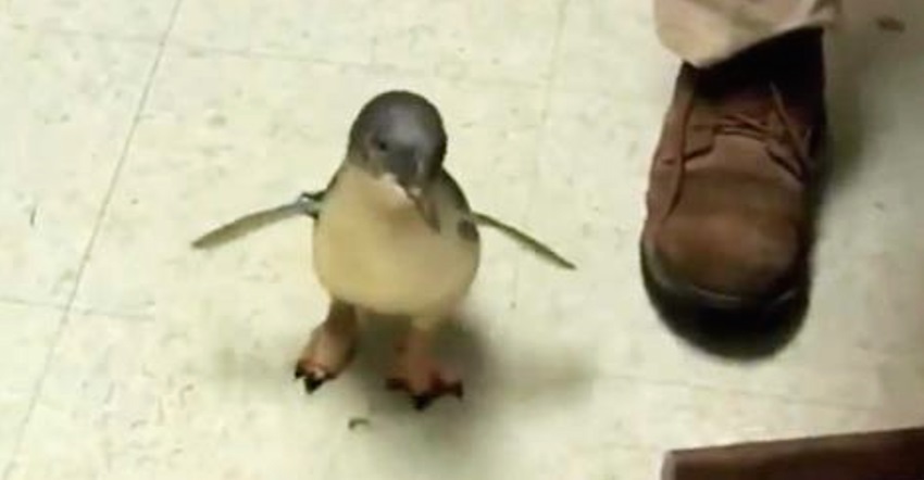 Cookie the Penguin went searching for his carer, and he has the sweetest reaction in the world when he finds him