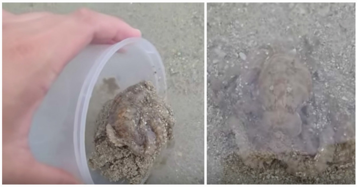 Man saved the life of an octopus that was abandoned on the beach - the octopus thanked him in a way he'll never forget