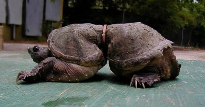 Poor turtle was trapped in a rubber band when he was a baby - everyone must see these pictures