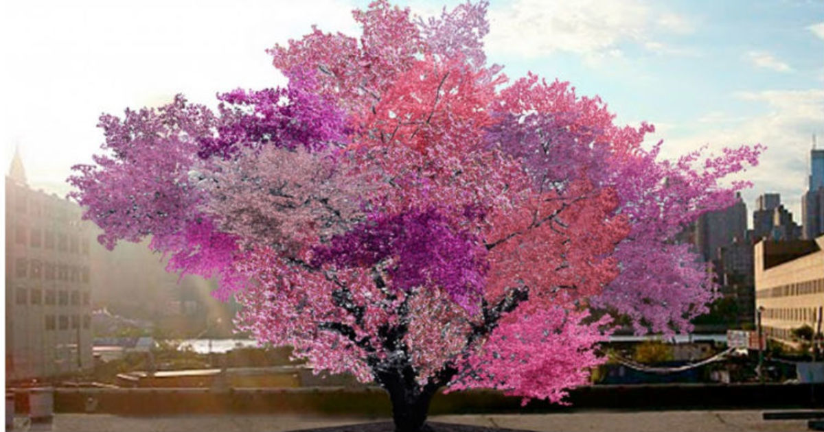 This beautiful and crazy tree grows 40 different kinds of fruit throughout the year
