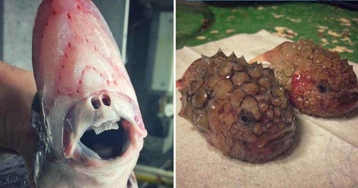 This Russian fisherman shares pictures of the strange creatures he pulls out of the sea. You've never seen anything like it!