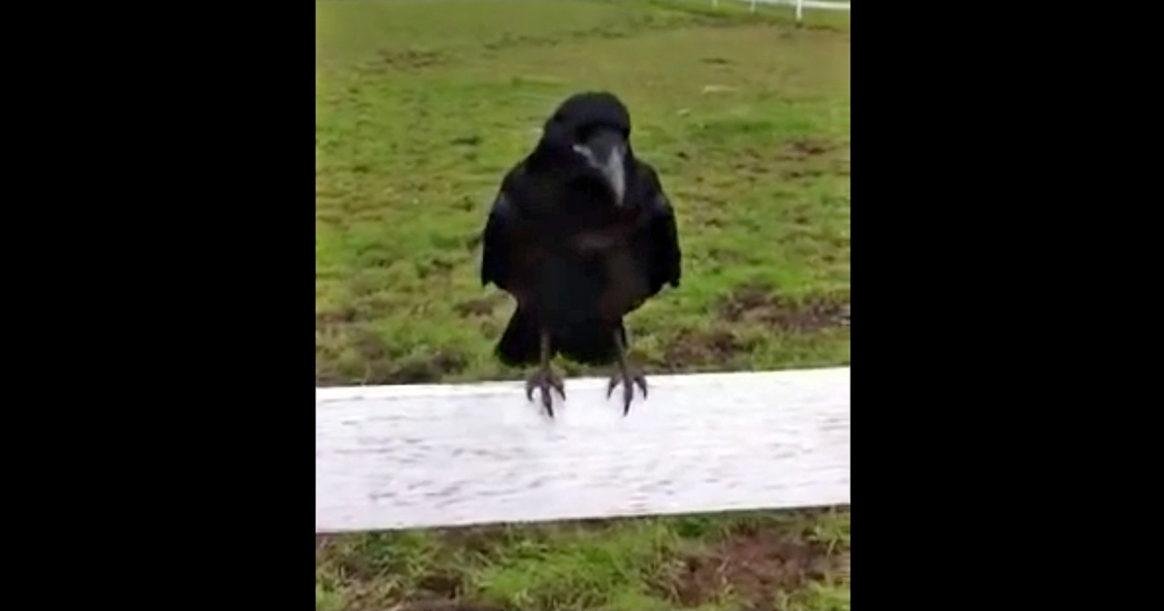 A crow sat on the fence and screamed at them for an hour. Finally, they realized he was asking for help