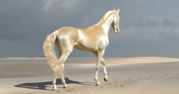 Meet the rare creature that people call 'The Most Beautiful Horse in The World'