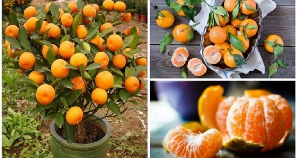 You will never buy tangerines again! Plant them in a pot and you will have hundreds!