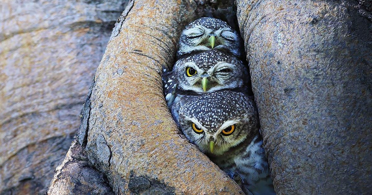 A photographer documented owls as you've never seen them before in a series of breathtaking images