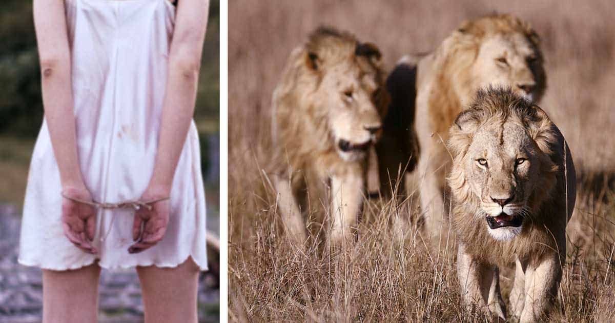 3 lions found a little girl in the woods. What they did with her is the last thing you would expect
