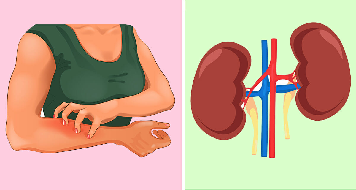 Your body warns you before the breakdown: 8 early signs that your kidneys need help