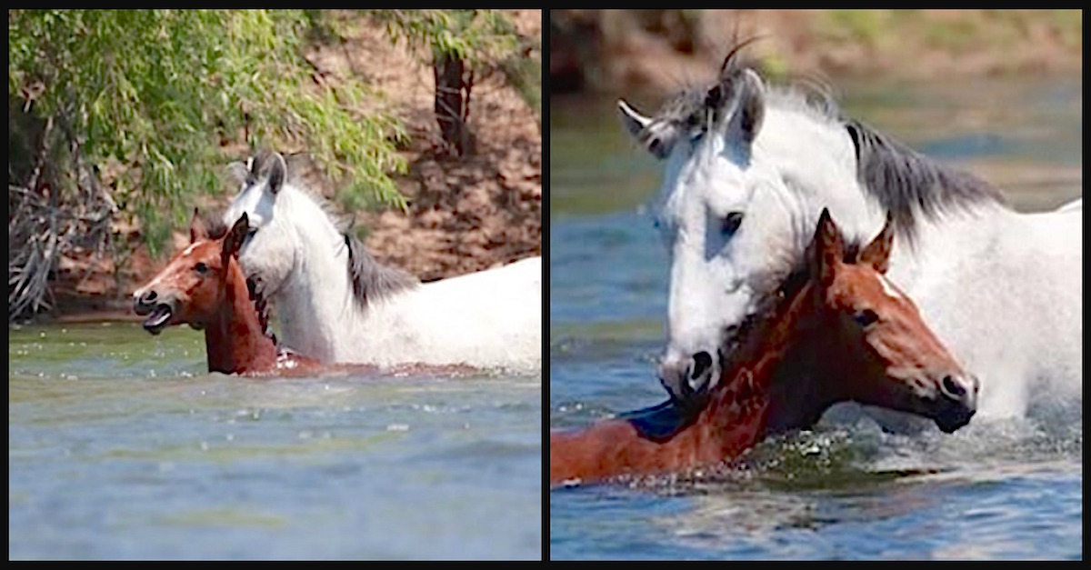 A young mare has swept down the river and began to drown. What happened next stunned everyone!