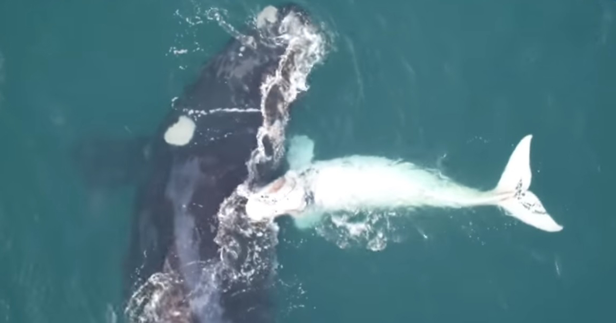 They spotted a huge whale next to their boat - now look who's appearing next to it