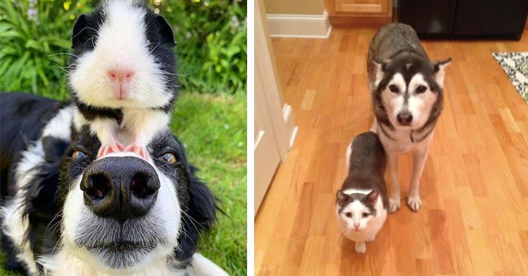 15 matching pets whose parents most definitely came from the same gene pool