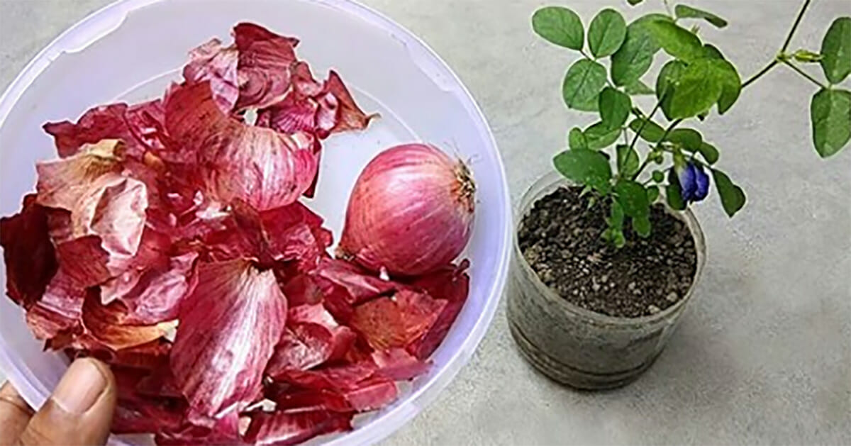 You'll never throw away the onion peels again after reading this