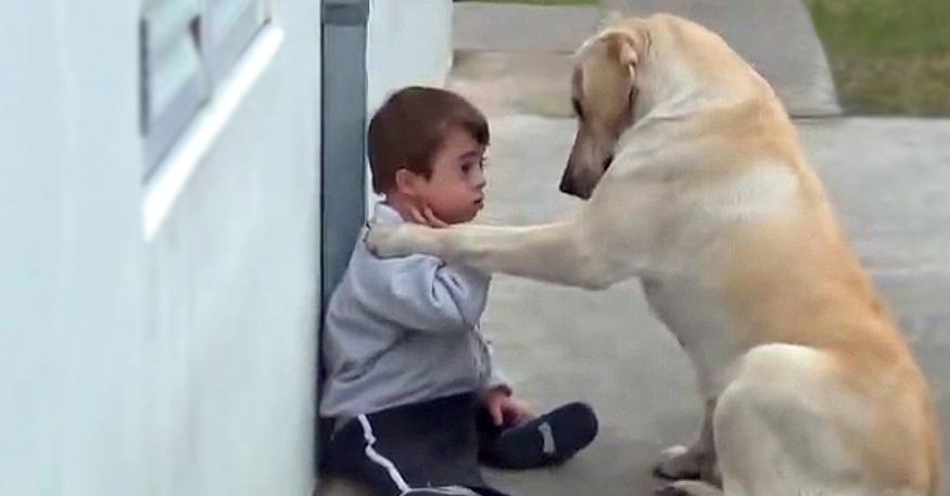 When her son needed a friend, this dog's reaction brought the mother to tears