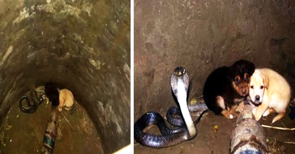 2 puppies fell into a well together with a cobra - now watch the unexpected reaction of the snake