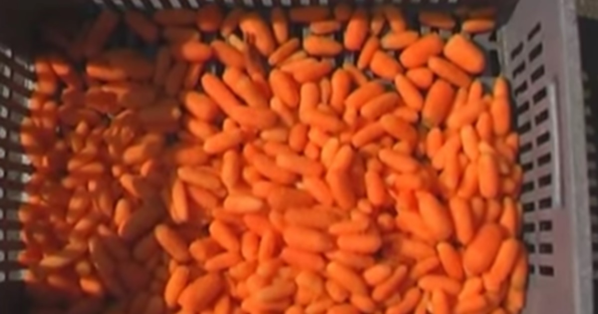 This is the hidden and terrible truth behind the production of baby carrots