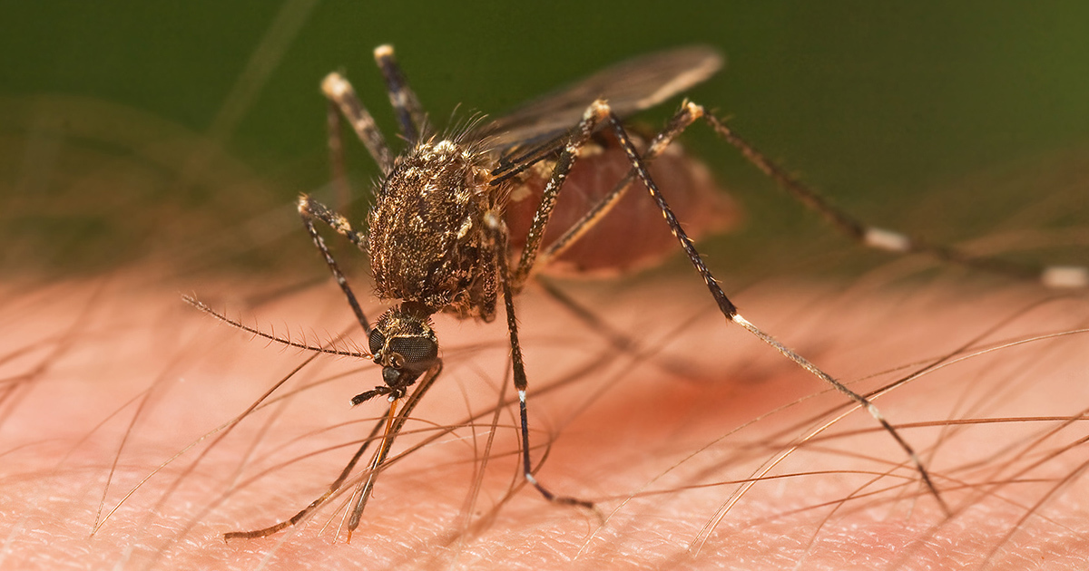 Are you constantly bitten by mosquitoes? This trick is the best solution, doctors claim