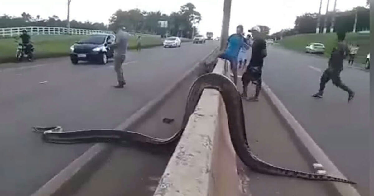 Good-hearted people stopped the traffic on the highway to allow a giant snake to cross safely to the other side