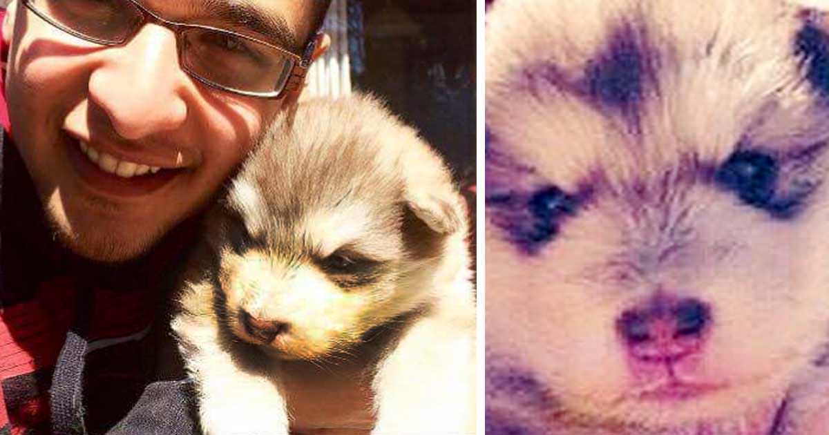 A family adopted a small, fluffy puppy - but they couldn't believe their eyes when he grew up to be like this