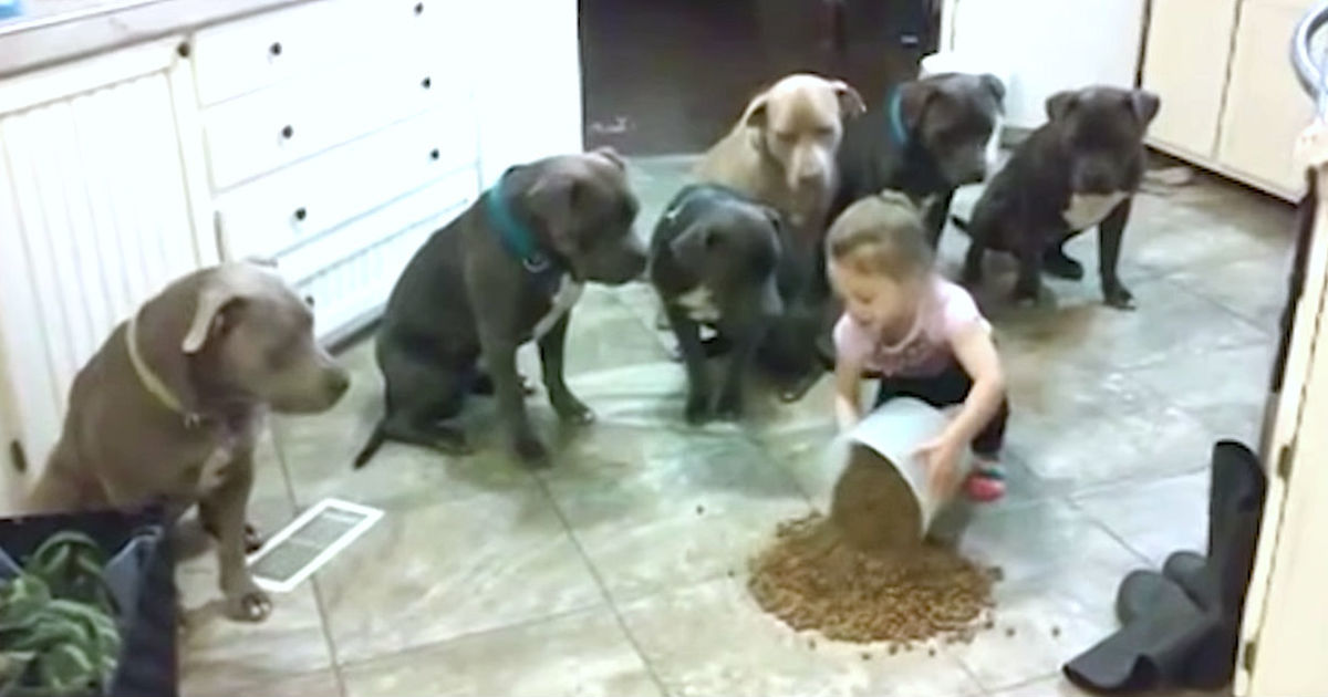 A 4-year-old girl spilled dog food on the kitchen floor - now see how the pit bulls react