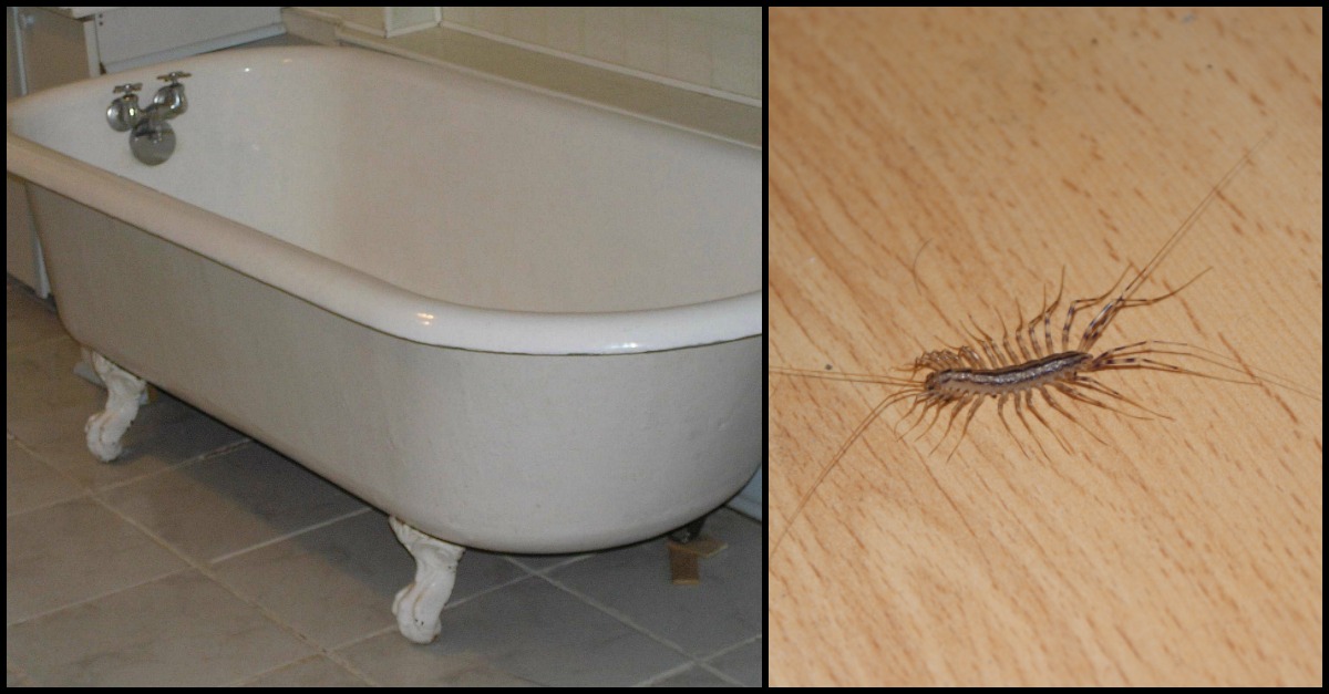 This is why you should never crush a house centipede inside your home