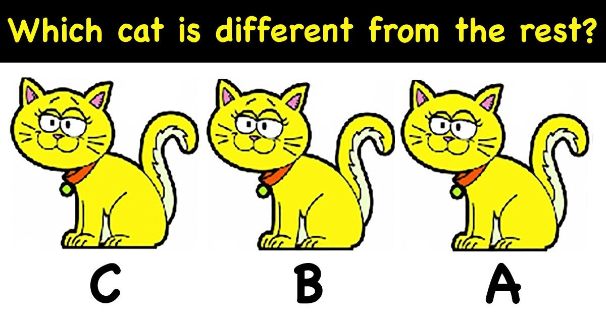 Few succeed: can you spot which cat is different? try to find the crucial detail!