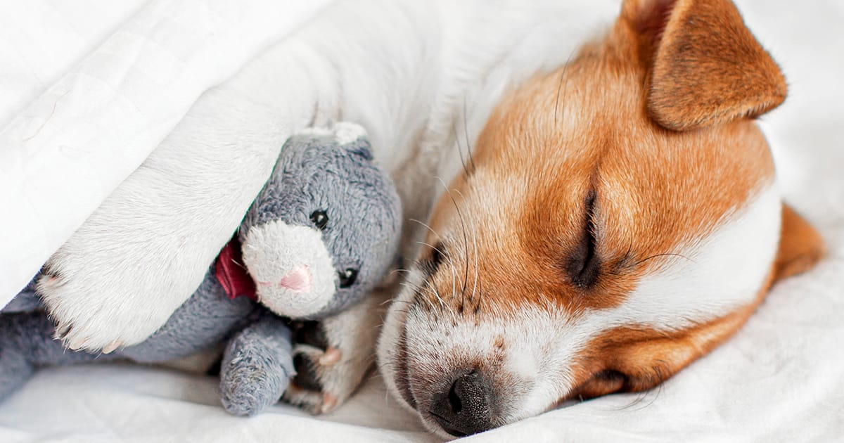 If your dog insists on sleeping in your bed - the reason might surprise you