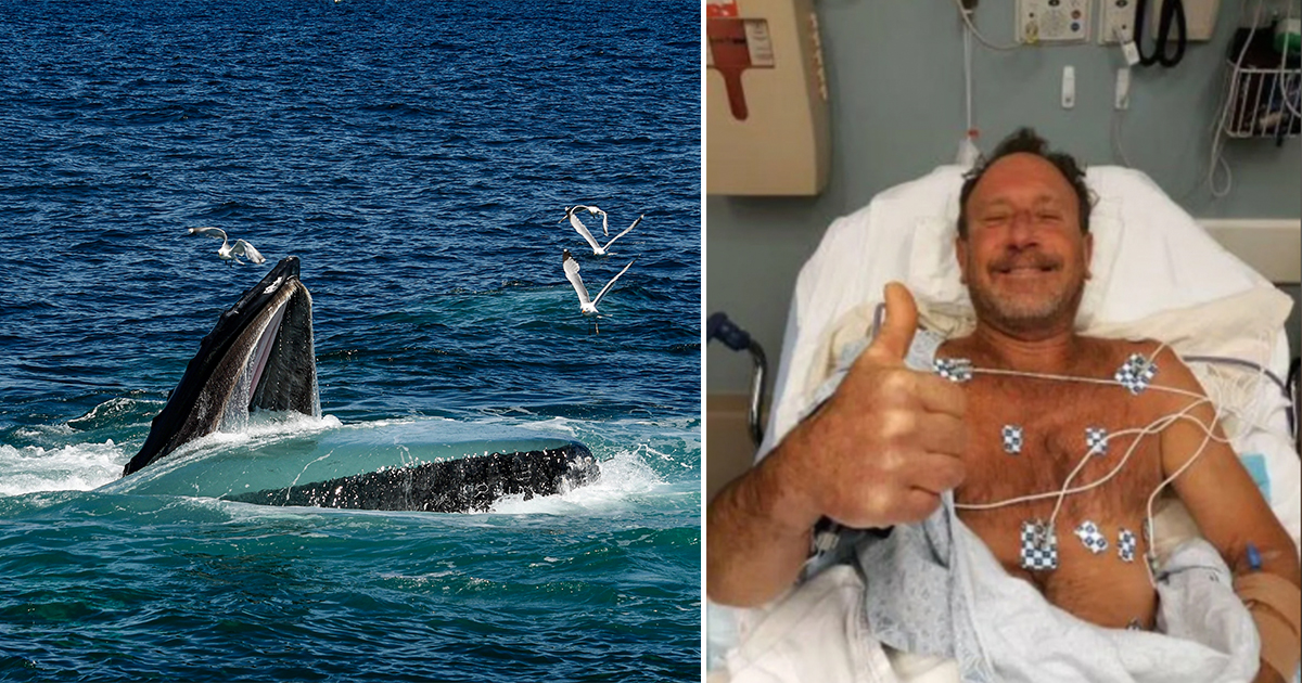 Diving for Lobsters, Then Total Darkness: For 30 Seconds, He Was Trapped Inside a Whale